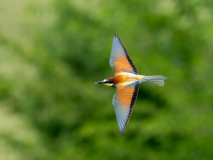 Bee-eater
