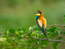 Bee-eater
