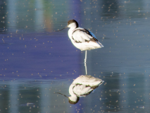 Pied avocet