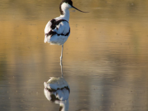 Pied avocet