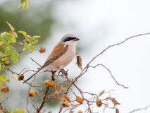 Red-backed shrike