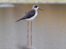 Black-winged stilt