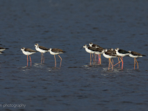 Black-winged stilts