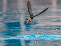 Barn swallow
