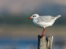Mediterranean Gull