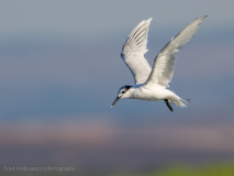 Sandwich tern