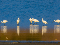 Eurasian Spoonbills