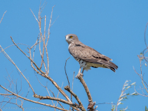 Short-toed snake eagle