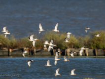 Common Redshanks