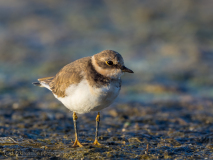 Little ringed plover