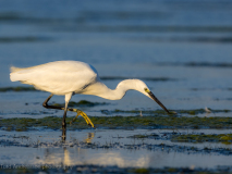 Little egret