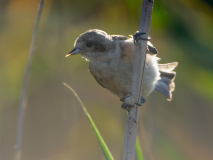 Eurasian Penduline Tit