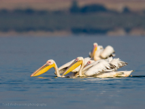 Great White Pelican