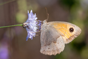Bulgaria | Butterflies