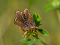 Common blue butterfly