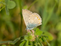 Common blue butterfly