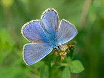 Common blue butterfly