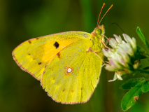 Pale clouded yellow butterfly