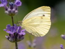 Balkan green-veined white butterfly