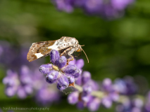 Pale shoulder moth