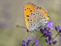 Large copper butterfly