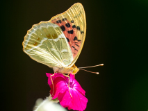 Cardinal butterfly