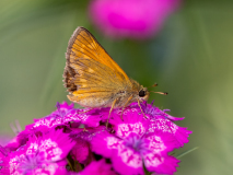 Large skipper butterfly