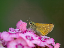 Large skipper butterfly