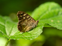 Speckled wood butterfly