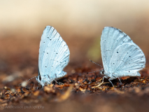 Holly blue butterfly
