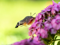 Hummingbird hawk-moth