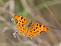 Comma