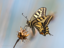 Swallowtail