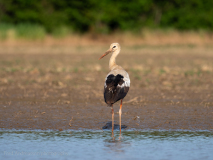 White Stork