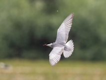 Whiskered Tern