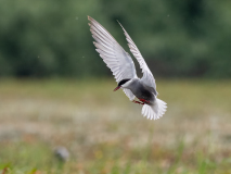 Whiskered Tern