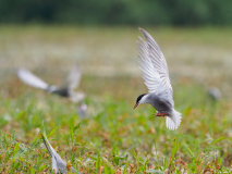 Whiskered Tern