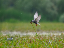 Whiskered Tern