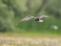 Whiskered Tern