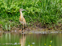 Squacco Heron