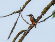 Kingfisher