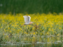 Squacco Heron