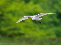 Little Egret