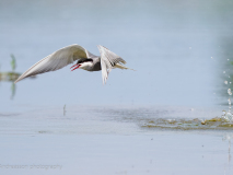Whiskered Tern