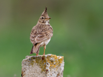 Crested Lark