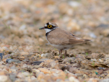 Lesser Ringed Plover