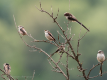 Long-tailed tits