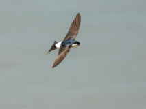 House Martin