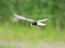 Whiskered Tern