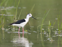 Black-winged Stilt